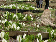 birdiê݂ǂΐmԌ̓eʐ^1