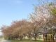 ぺちこさんのこだま千本桜の投稿写真1