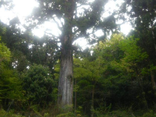 �傫���Ĕ���_���Y������