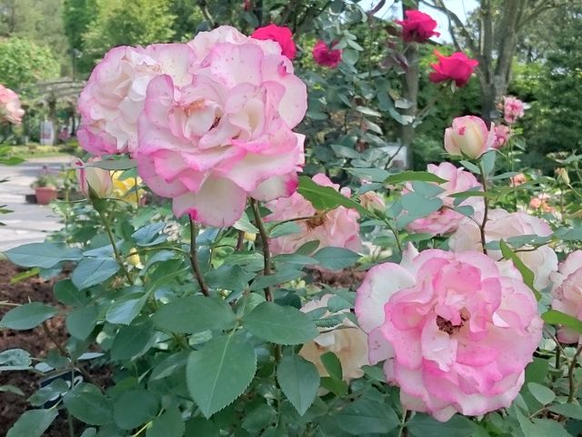 �o���̃C�x���g���n�܂�܂����B_�t���[�����e�{��