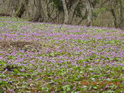 񂳂̃J^N̉ԁiQ̋j̓eʐ^1