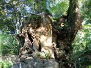 rosy̐×{_Ёiʖ_Ёj̓eʐ^2