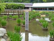 Ԃ񂳂̑ɕ{V{̉ԏҊ̓eʐ^1