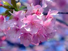 カリメロさんの河津桜の投稿写真1