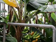 Ƃ񂳂̕ۓMѐA̓eʐ^3