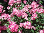 �_����񂳂�̓��s�_�ƌ����̓��e�ʐ^2