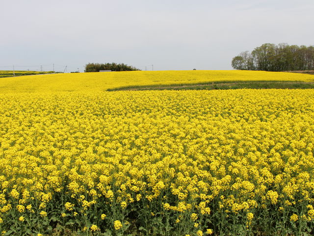 F炯̍؂̉Ԕ_Ђ܂̋u