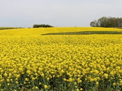 ނ炳񂳂̂Ђ܂̋uւ̓eʐ^1