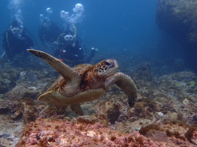 _CrOɃJɉƂ__CrOXN[MDS