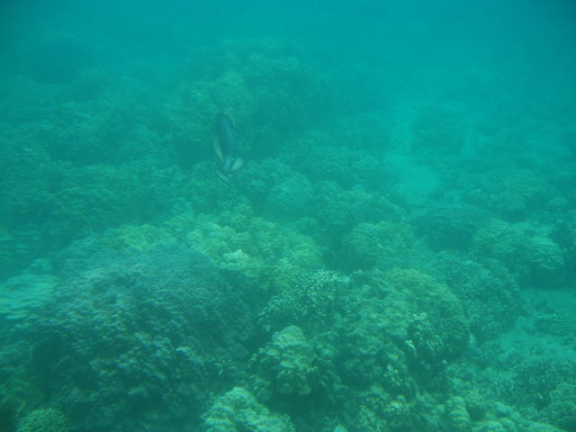 킩Â炢łAɃS}K܂B_}r[[