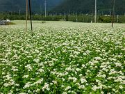 ׂ񂳂̐Vŝ΂̉Ԃ̓eʐ^1