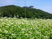 ׂ񂳂̐Vŝ΂̉Ԃ̓eʐ^2