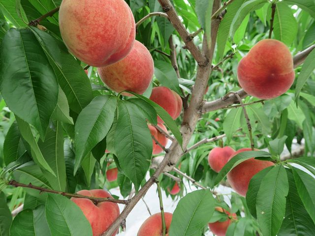 �����͏_�炩�����̂����E�߂ł�_�����_��