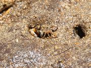 ��������񂳂�̃}���O���[�u�̓��e�ʐ^1