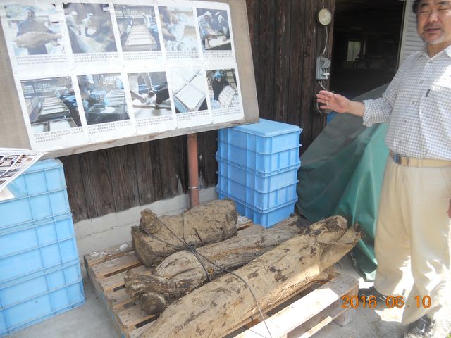 ���̖؂��犋��������ł�_�A�v���{��