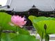 ニコちゃんさんの本覚寺（神奈川県鎌倉市）の投稿写真1
