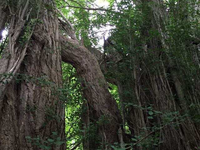 �����܂�������_�k���P��̑�C�`���E