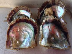 ܂䂳̐^H[@^̗ւ̓eʐ^1