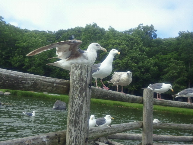 �r�ɂ���J��������_�΃��u����