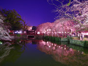 YOSHIKAZU̎OЂ̓eʐ^1