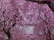 YOSHIKAZU̎OЂ̓eʐ^2