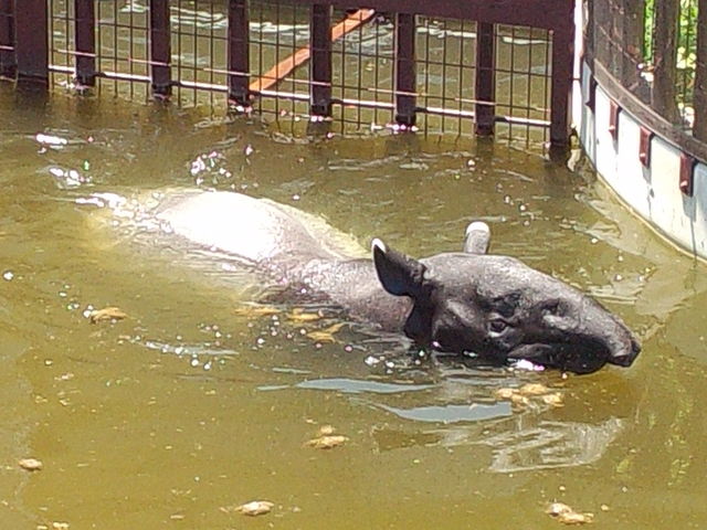 ��߂����ׂ��Ⴄ�o�N����_�~�R������