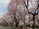 グレコさんの大宮通りの桜並木への投稿写真4