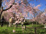 ˂񂳂̕ē̂Q̓eʐ^1