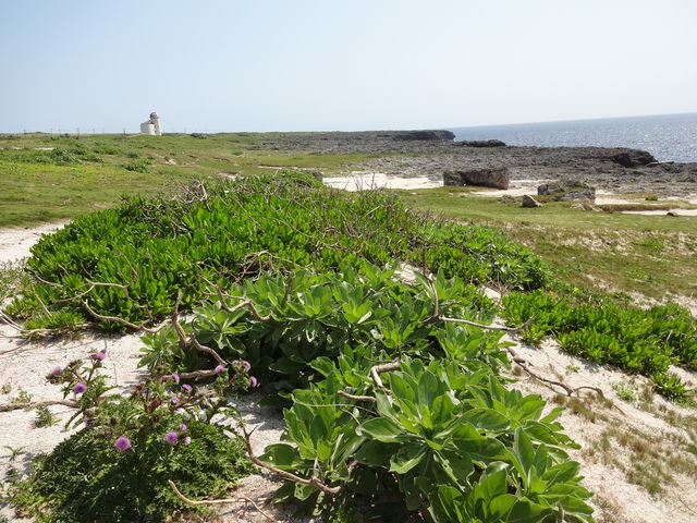 ���{�̉ʂĂ�������_���ߍ�