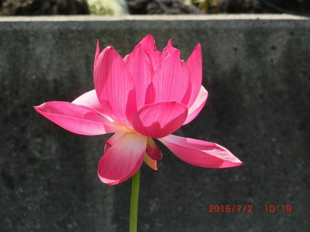 H28.7.2 �炭�₱�̉Ԋ� �����O���[�^���[ �Z���s���N�̘@_�炭�₱�̉Ԋ�