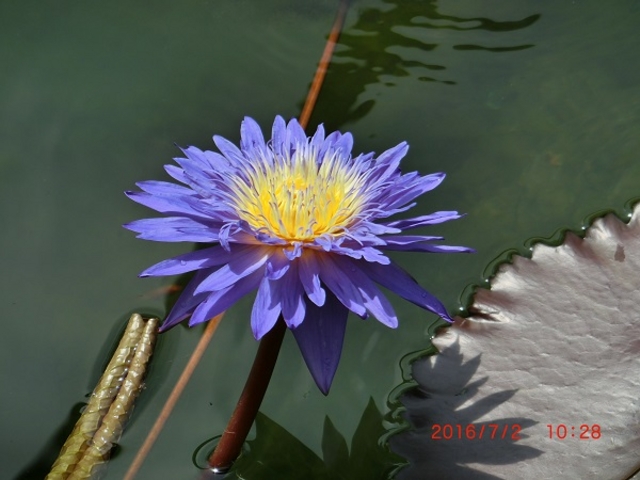 H28.7.2 �炭�₱�̉Ԋ� �����[�^���[�K�[�f�� �M�уX�C����_�炭�₱�̉Ԋ�