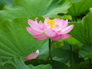 jR񂳂̏c隬̃nX̓eʐ^1