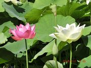 񂳂̍炭₱̉Ԋق̓eʐ^2