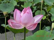 񂳂̍炭₱̉Ԋق̓eʐ^3