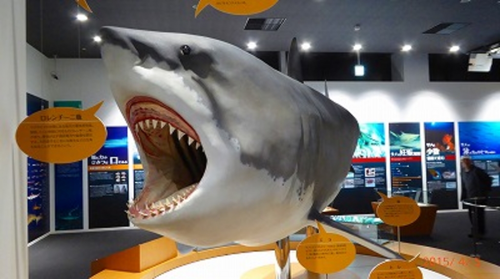 石巻 気仙沼の博物館ランキングtop10 じゃらんnet