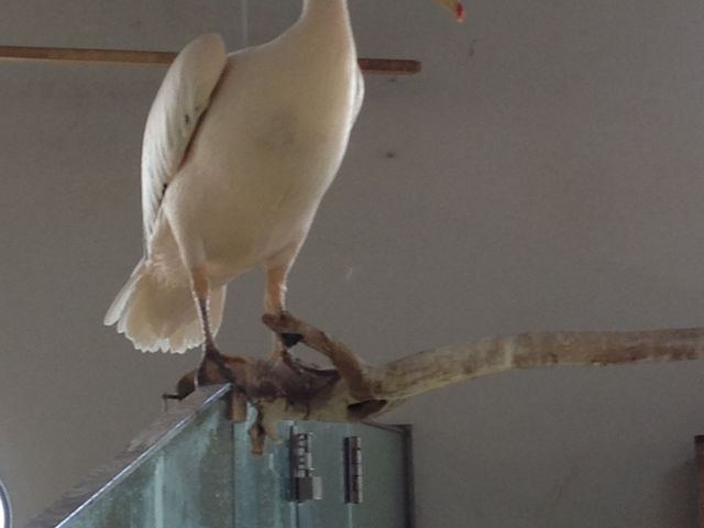 �y���J��_NIFREL�i�j�t�����j