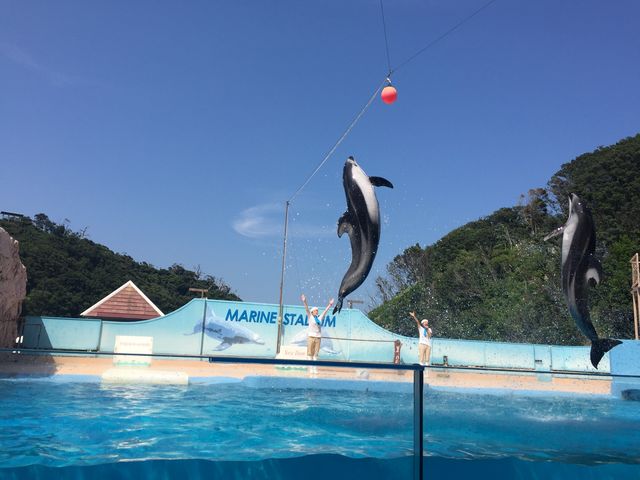 ���q����Q���^�̃t�����h���[�ȃC���J�̃V���[�ł����B_���c�C��������