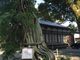 megさんの白浜神社の投稿写真1