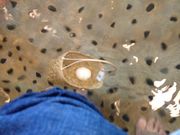 jasyegf̉C򗷊ًg̓eʐ^4