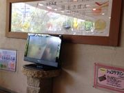 jasyegf̉C򗷊ًg̓eʐ^5