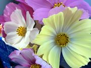 ^`R}񂳂̋sOg^TRXX̓eʐ^2