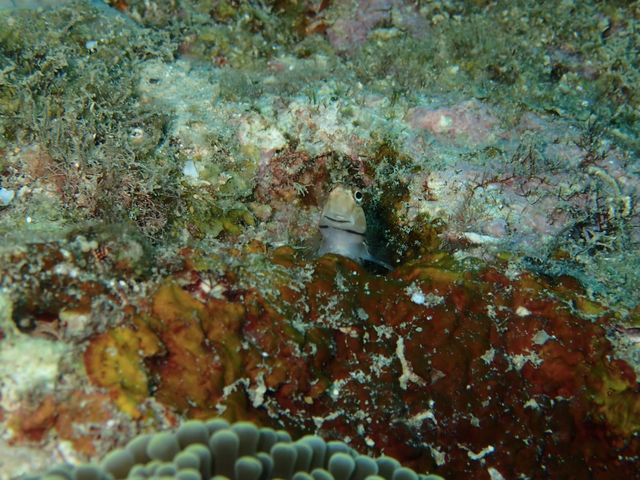 �΂��Ă邨���ɉ�܂���_�k�J�����C�݃G���A