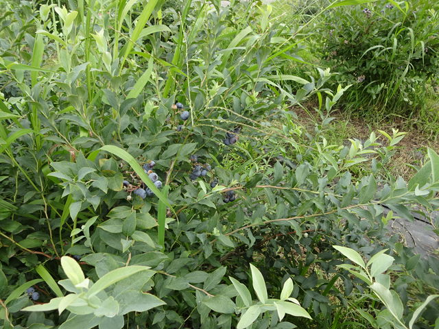 �u���[�x���[�ł�_���e�ό��Ԃǂ���