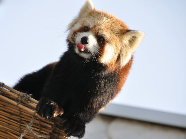 ���킢�����b�T�[�p���__�~�R������