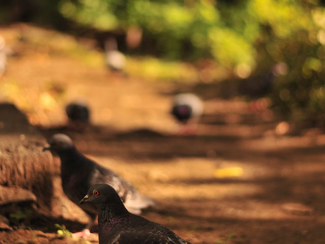 �������ɂƂ��Ă��e���̏�_�k�C�������{����(�Ԃ�񂪒���)