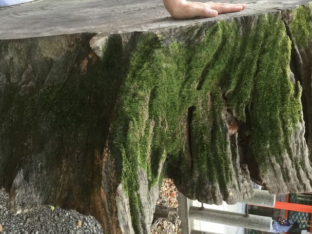 c_
Ɍ_ˎs扺R1-2-1_c_