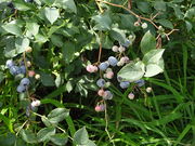 Ђ낳̗eόԂǂ̓eʐ^2