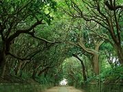 ~i̎O_ЂюO_Ђ̎p̓eʐ^1