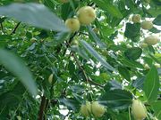 T̓@@@@ؓ@R@{̓eʐ^1