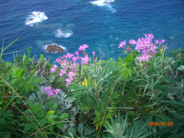 �����Ԃ��炢�Ă��܂����B_�_�Ж�